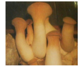 出售杏鮑菇，量大從優(yōu)