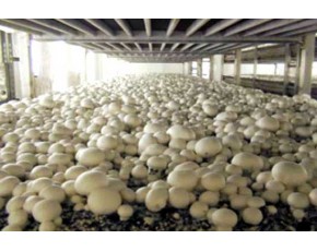 供應(yīng)雙孢菇、蟹味菇