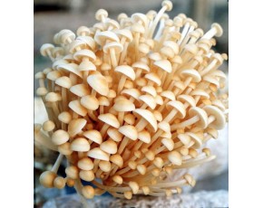 深圳最好的金針菇供應