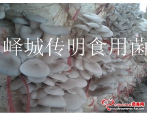 供應高溫平菇，姬菇，秀珍菇出菇菌棒