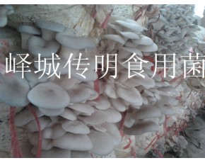 供應高溫平菇，秀珍菇菌種菌棒