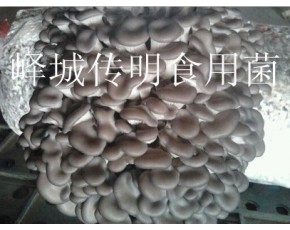 供應(yīng)高溫平菇，姬菇出菇菌棒