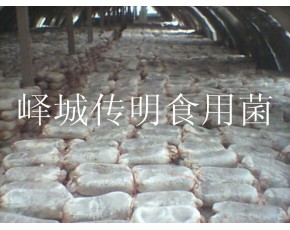 供應高溫平菇，秀珍菇，姬菇菌種菌棒