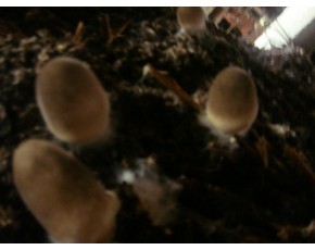 食用菌大棚基地轉(zhuǎn)讓?。。? onmouseover=