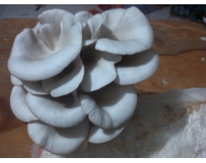 供應(yīng)廣溫，早秋平菇出菇菌棒