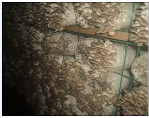 供應(yīng)杏鮑菇，高溫秀珍菇原種，栽培種，指導(dǎo)防空洞