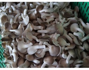 秀珍菇、金針菇菌種