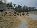 大華食用菌接種枝條生產過程