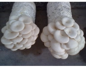 高溫平菇菌種、菌棒