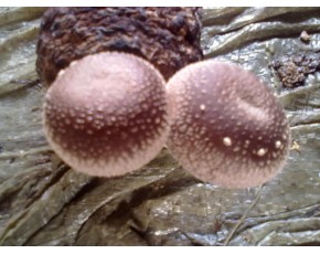香菇菌種、菌棒