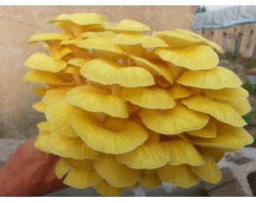 榆黃菇原種、菌種、菌棒