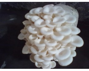 高溫白平菌種、菌棒、原種