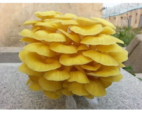 榆黃菇菌種、菌棒、原種