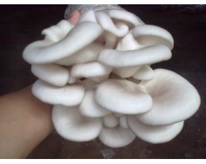 廣溫白平菌種、菌棒、原種