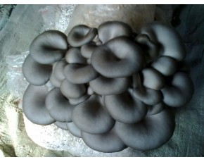 廣溫黑平菌種、菌棒、原種