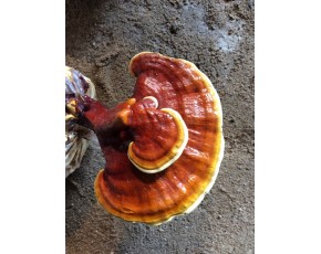 靈芝菌種、菌棒、原種