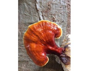 靈芝菌種、菌棒、原種