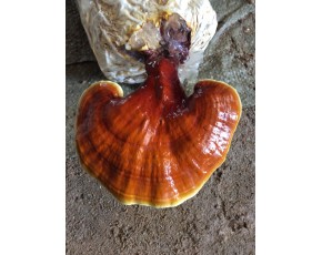 靈芝菌種、菌棒、原種
