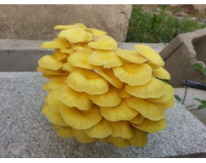 榆黃菇菌種、菌棒、原種