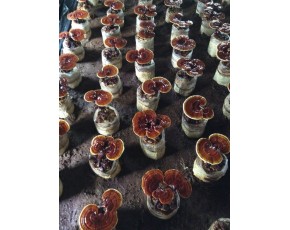 靈芝菌種、菌棒、原種