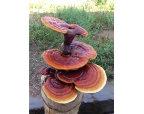 靈芝菌種、菌棒、原種