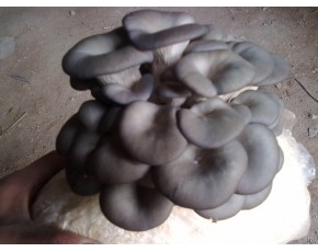 平菇菌種，菌棒，原種