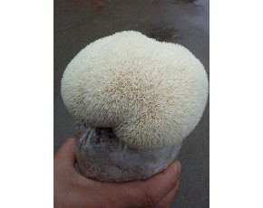 猴頭菇菌種、菌棒、原種