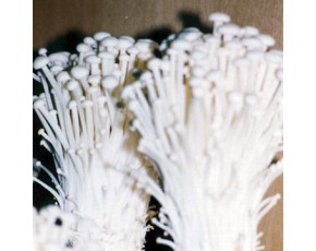 金針菇菌種、菌棒、原種