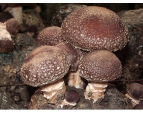 新鮮香菇質優(yōu)價廉