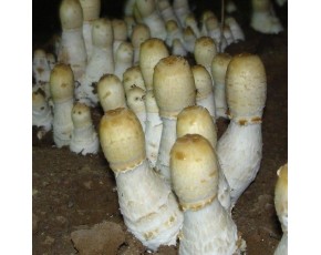 金針菇菌種、菌棒、原種