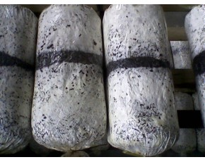生長(zhǎng)中的菌種、菌棒