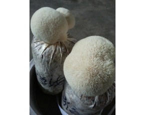 猴頭菇菌種、菌棒、原種