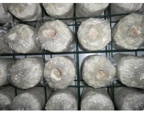 食用菌網(wǎng)格、網(wǎng)架
