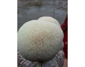 猴頭菇菌種、菌棒、原種、母種