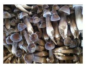 黑皮雞樅菌菌棒現(xiàn)貨供應