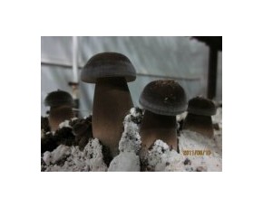 黑皮雞樅菌棒現(xiàn)貨供應(yīng)
