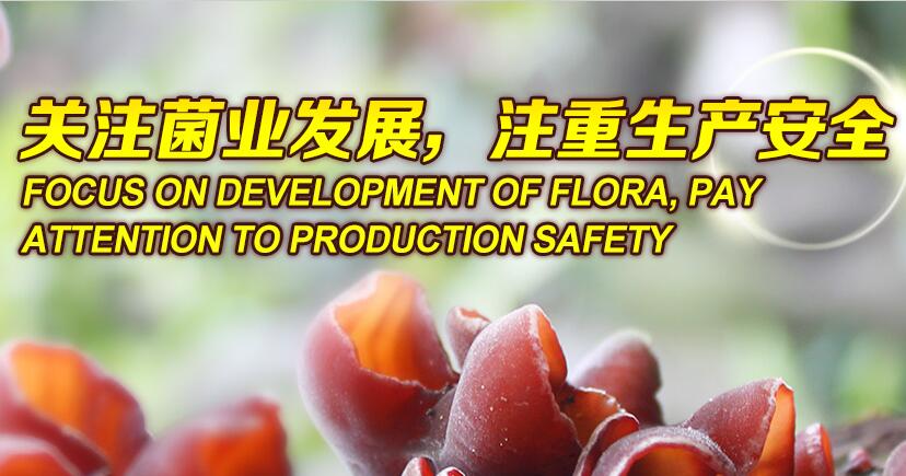 關(guān)注菌業(yè)發(fā)展，注重生產(chǎn)安全