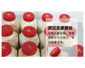 食用菌菌種原種二級(jí)種栽培種平菇姬菇榆黃蘑金針菇雞腿菇茶樹菇等