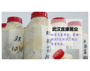 食用菌菌種 雙孢菇二級(jí)菌種 雙孢菇瓶裝菌種 口蘑原種