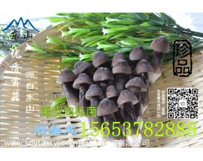 虎掌菌 黑皮雞樅菌優(yōu)質食材綠色產品						