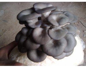 平菇菌種、菌棒、原種、母種