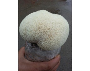 猴頭菇菌種、菌棒、原種、母種