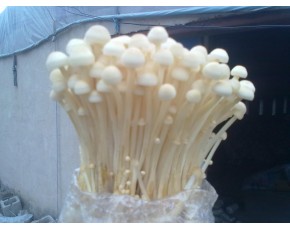 金針菇菌種、菌棒、原種、母種