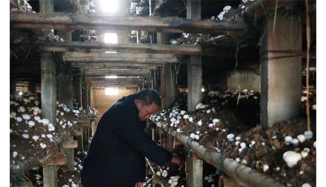 河南：食用菌專業(yè)合作社帶動農戶增收