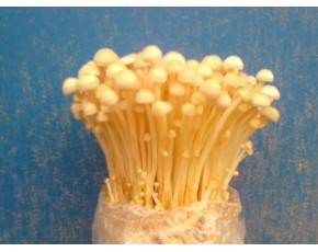 金針菇菌種、菌棒、原種、母種、菌包