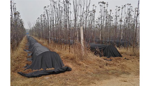 河南：九龍實業(yè)公司流轉(zhuǎn)土地建立羊肚菌種植研發(fā)基地