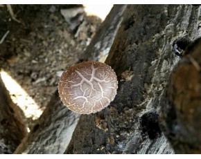 基地直供野生香菇干量大，歡迎來人來電咨詢