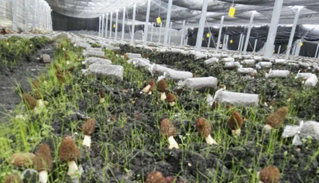 貴州：大秦光伏食用菌項目助力精準扶貧