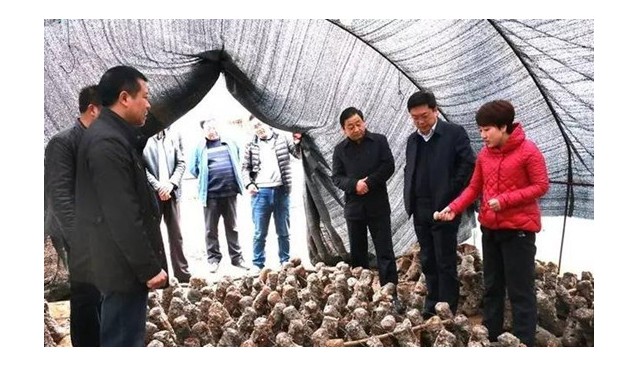 甘肅：兩當縣領(lǐng)導(dǎo)深入鄉(xiāng)鎮(zhèn)調(diào)研食用菌產(chǎn)業(yè)發(fā)展情況