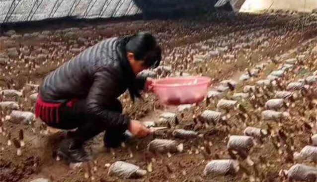 河北保興現(xiàn)代農(nóng)業(yè)遷西基地羊肚菌畝產(chǎn)超千斤
